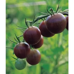 Black Cherry Tomato Plants | Two Live Plants | Non-GMO, Indeterminate