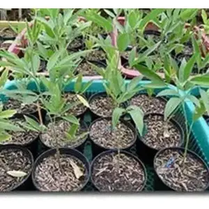 PIGEON PEA- LIVE PLANT -Jamaican Gungo peas , Cajanus Cajun