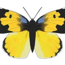 19 yellow butterfly 
