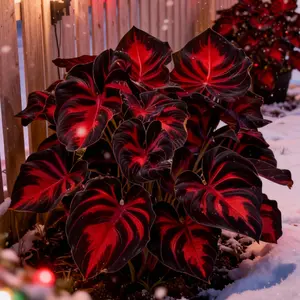 Hosta Seeds 800pcs Perennials with Deep Foliage Easy to Grow Bold Garden for Shaded Areas Border Containers Landscaping Ideal for Beginners