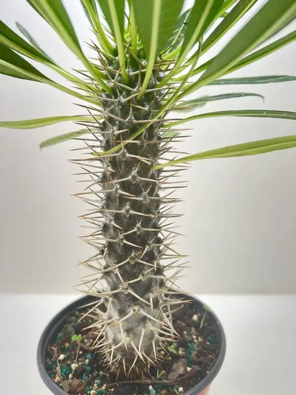 6-PACHYPODIUM-LAMEREI Madagascar Palm - Green - 6 in. - Unique Succulent