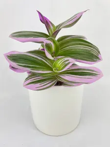 Tradescantia Bubblegum Lilac Purple Full Live Plant shipped in 4" nursery pot