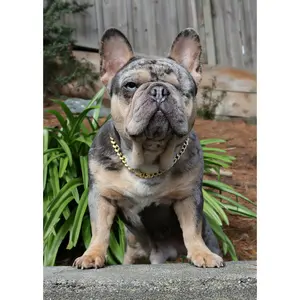 Dawgsome Collar - Luxury Iced Out Cuban Link Dog Collar | 18K Gold Plated Stainless Steel | Heavy Duty Bling Chain
