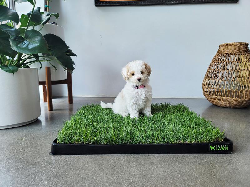 DoggieLawn Real Grass Potty Pad, Odor Neutralizing, Sustainable and Affordable - Pet Supplies