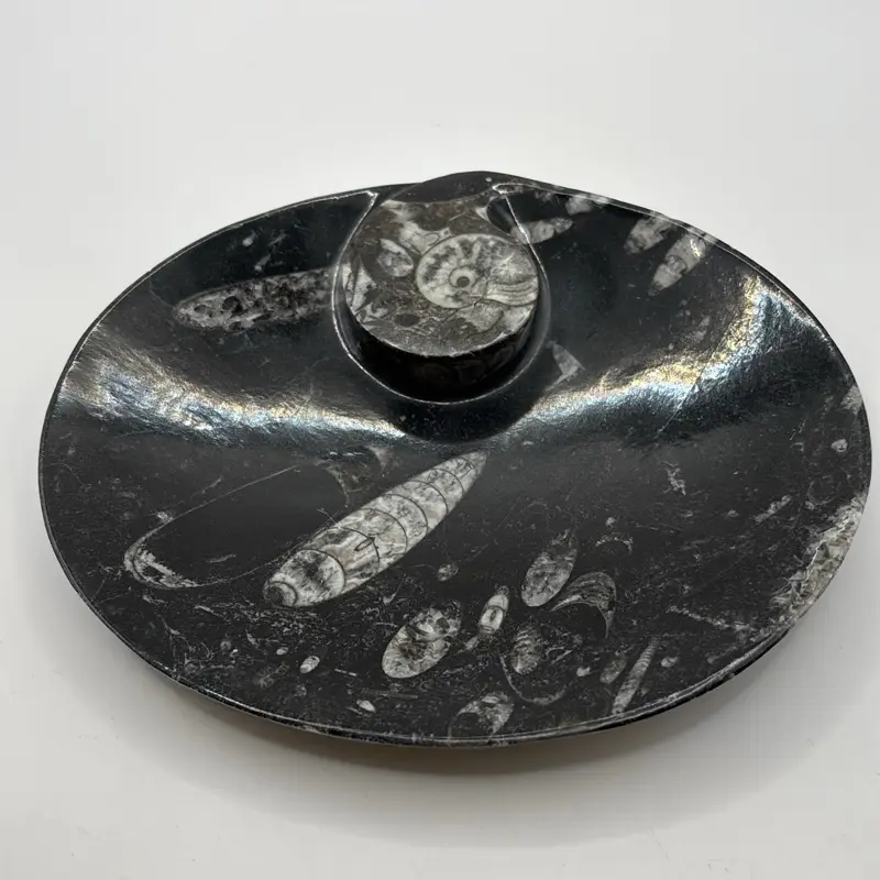Orthoceras Fossil Dish