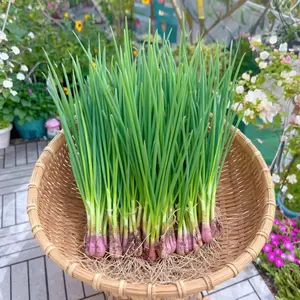 1000 Chive Seeds Fast-Growing Chinese Green Onion Variety for Home Garden & Pots Easy-Care Tender Stems Mild Crisp Flavor Ideal for Pots Planters or Backyard Beds