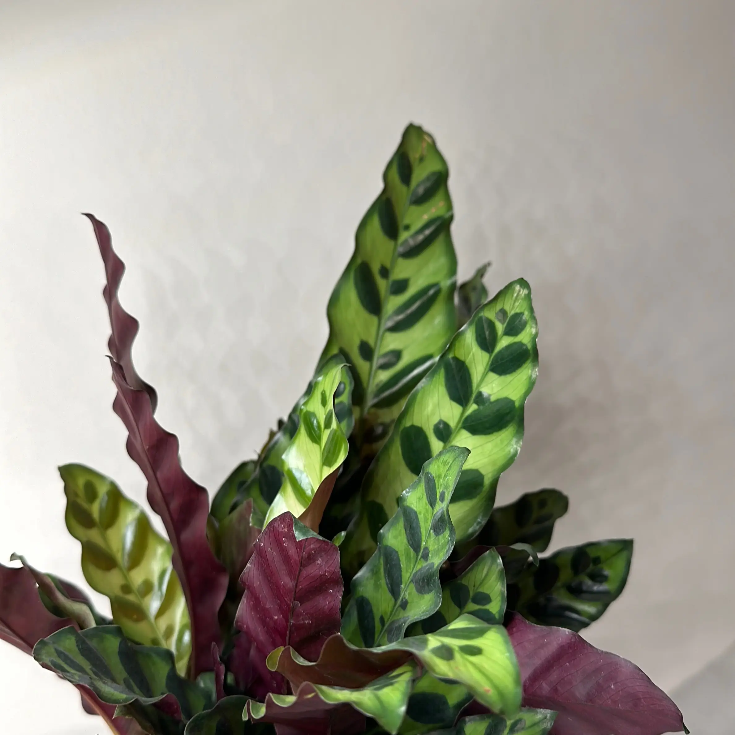 Calathea Lancifolia 6" pot Pet-Friendly Live Houseplant with Unique Patterned Leaves, Easy Care, Indoor Plant for Any Universal Setting