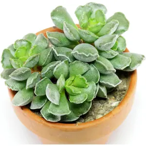 Crinkle Leaf Plant - Live Starter Plant in a 2 Inch Growers Pot - Adromischus Cristatus - Rare and Decorative Compact Easy Care Succulent