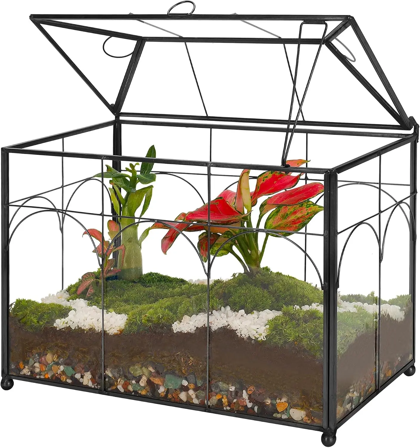 Glass Planter Terrarium with Lid, Indoor Display Box, Black | Handmade Glass Terrarium with Lid for Succulents, Cacti, Air Plants and Flowers, Ideal for Indoor Tabletop Display
