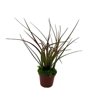 BubbleBlooms Mini Tillandsia Airplant Rooted in a 2 inch Pot with Green Moss Tiny Mini Pixie Plant