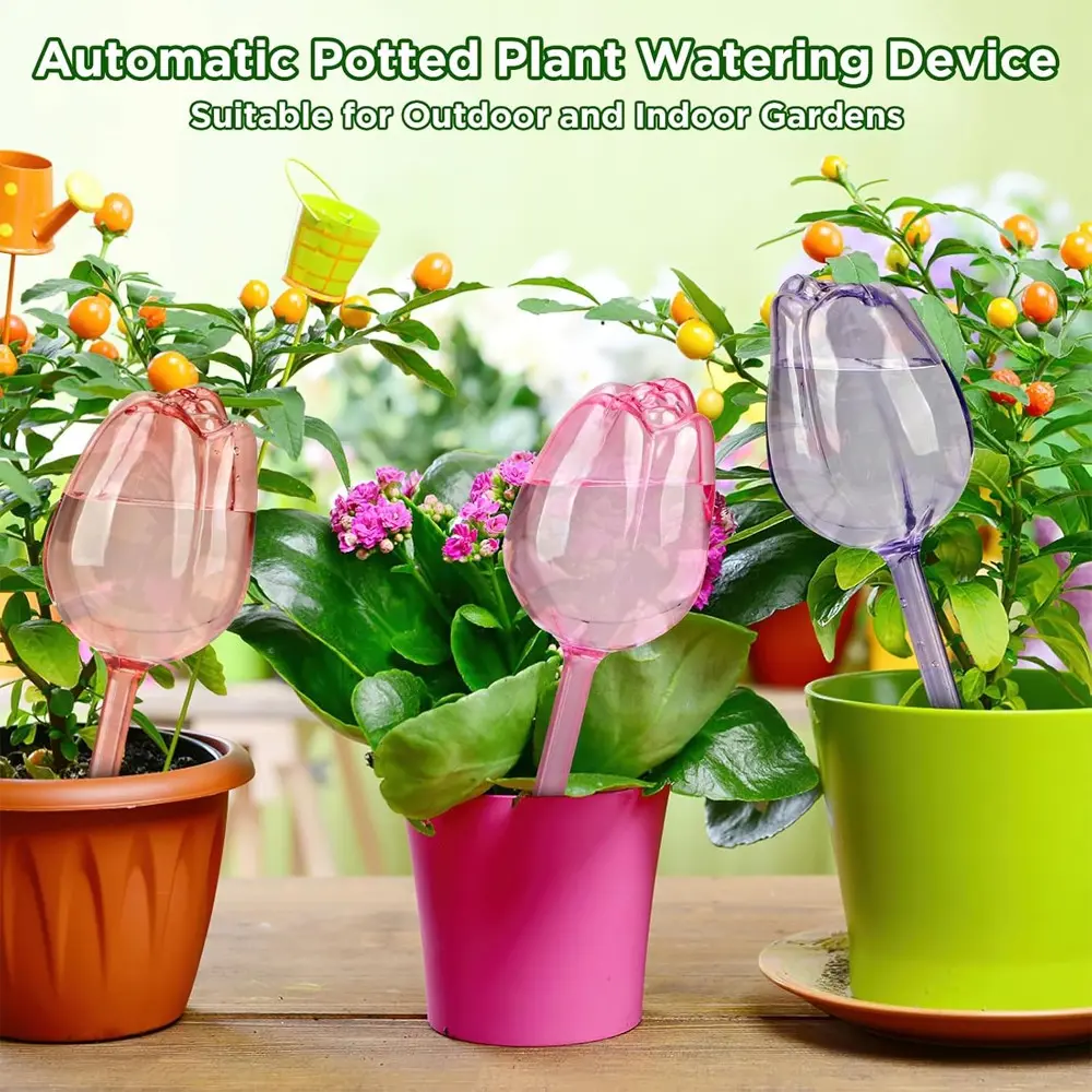 black pink princess philodendron Philodendron pink princess black cherry