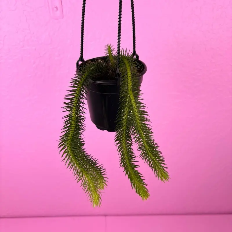 Huperzia Squarrosa ‘Thailand’ 4” | Tassel Fern | Rare Collector Plant