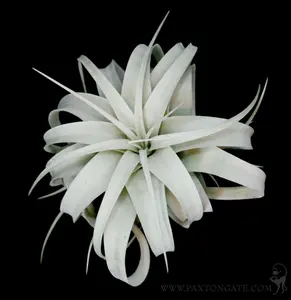 Tillandsia Xerographica