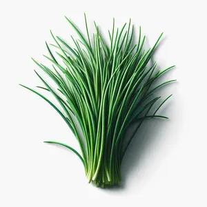 Chives (Staro) (4x)