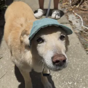 Pet Baseball Cap, Outdoor Sun Protection Pet Hat, Breathable Pet Headwear for Small Medium Large Dogs & Cats, Pet Supplies