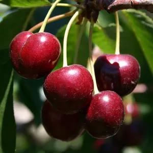 Bing Cherry Tree