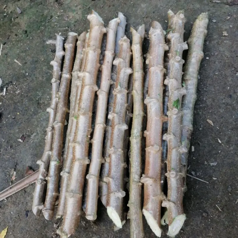 Set of 10 Sweet Yuca Cassava Manihot Cuttings 6 Inches Cassava Tree for Planting, Well Rooted, Ready to Plant