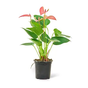 Anthurium 'Pink Flamingo', Small