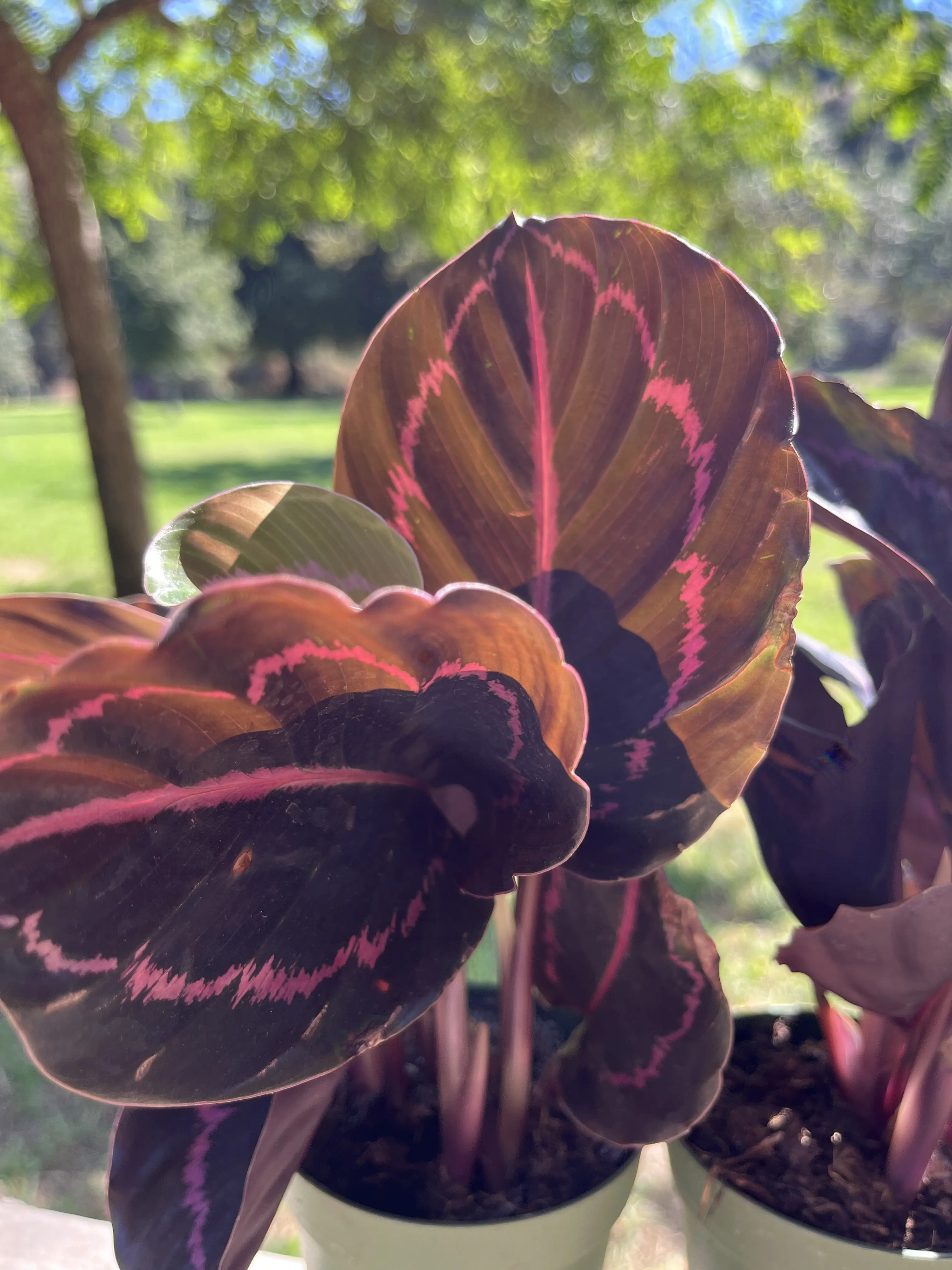 calathea ornata pielęgnacja Calathea ornata 'Sanderiana' - wymagania i pielęgnacja main image 1