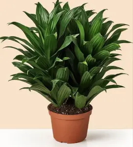Dracaena Janet Craig - Indoor Live Plant, Large Glossy Leaves, Grows Up to 10 inches, Perfect for Home & Office Decor, Air Purifying, Pet Friendly, Bright Light