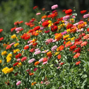 Zinnia Thumbelina Mix Organic Seeds (Zinnia elegans) Dwarf zinnias in a rainbow of colors. Perfect for containers, edges, and pollinator gardens. Blooms quickly and profusely.