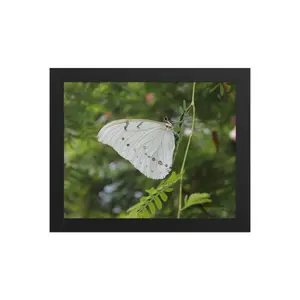 White Morpho Butterfly Framed poster