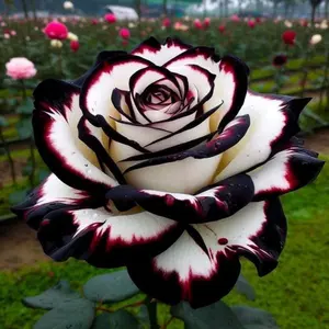 Mix Rose Seeds - 200+ Flower Rose Seeds for Planting Outdoors, Mix Colorful Flower Rose Plant Seeds Garden great gardening gift