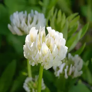 Berseem Clover Seeds (Trifolium alexandrinum) Fast-growing annual legume ideal for grazing or cover cropping. Fixes nitrogen, supports pollinators, and thrives in warm climates.