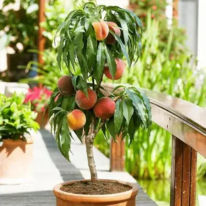 Peachtree seedlings, nurtured throughout, can now be planted immediately, with strong cold tolerance. These trees, between one and two years old, are about 18 to 20 inches tall.