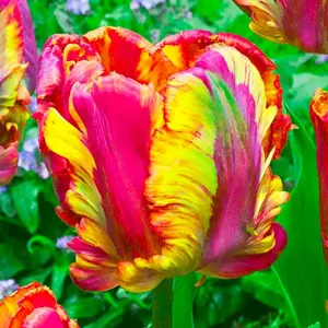 50 Rainbow Parrot Tulip Seeds Fragrant Flower Plant (much less money than bulbs) - FRESH SEEDS - Limited Supply - Order Soon - Thank You