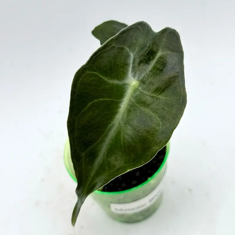 Alocasia Venom Pup TC grown