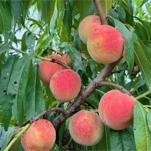 Peach tree for babies aged 2-3 - cold-resistant - sweet and juicy fruit, easy to care for, and enjoy the fun of growing peaches at home early!
