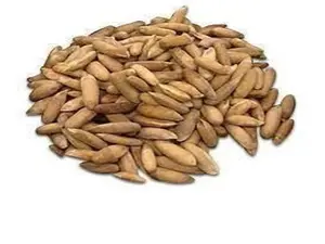 Organic Afghani Black Pine Nuts 1 lb – Premium Natural Nuts | Fresh, Crunchy, High Protein, Nutrient-Rich Superfood, Healthy Vegan Snack, No Additives, Traditional Farm-Fresh Seeds for Energy & Daily Nutrition