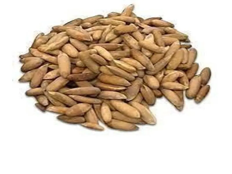fghan Chilgoza Pine Nuts 1lb | Organic, Raw, High Protein Superfood Snack | No Additives, Vegan, Farm Fresh