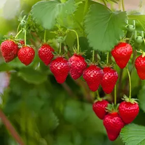 800pcs Strawberry Seeds – Sweet, Juicy Fruit for Home Gardens! Easy to Grow, Non-GMO, Perfect for Growing Fresh, Delicious Strawberries in Your Garden, Balcony, or Containers – Ideal for Quick Harvest & Summer Treats