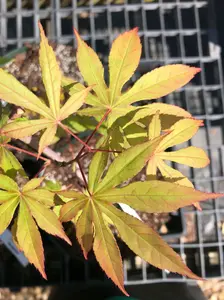 Acer palmatum 'Sophia' Rare Japanese Maple