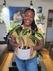 Alocasia Polly 'African Mask'