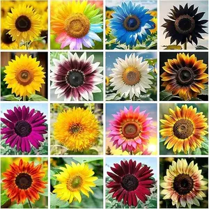 1000+ Sunflower Seeds to Plant, 15 Varieties Annual Mix Sunflower Seeds for Planting, Easy to Plant and Grow, Attracts Butterflies & Bees