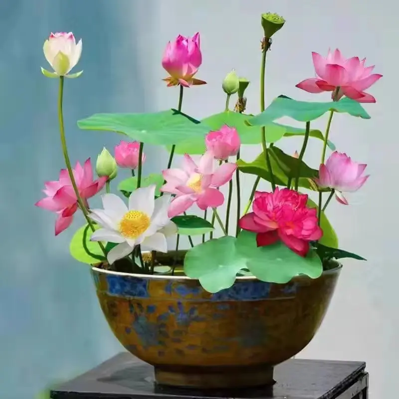 40 pcs Bowl Lotus Seeds- Ready to Plant, Ideal for Indoor & Outdoor Aquatic Gardens, Easy Growth, Minimal Care Required Planting，lotus flower seed
