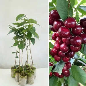 Cherry blossom fruit tree seedlings, 3 years old, cold-resistant and drought-resistant, good garden ornamental effect, multi-purpose fruit tree seedlings