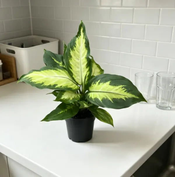 RZ-22 / 4 Inch Potted Dieffenbachia Camille Live Dumb Cane Tropical Houseplant, Broad Oval Foliage With Soft Creamy Pale Yellow Leaf Centers & Deep Dark Green Edges, Compact Upright Low-Maintenance Plant For Desktops