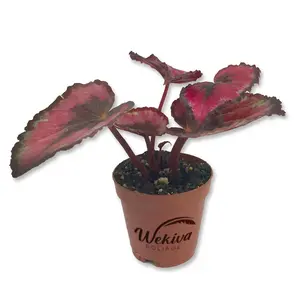 Red Kiss Begonia - Live Starters in 2 Inch Pots - Begonia Rex 'Red Kiss' - Extremely Rare and Beautiful Vining Indoor Houseplant - Air Purifying