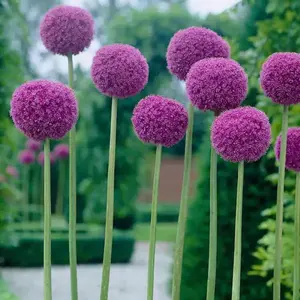 100pcsAllium Giganteum 'globemaster' Seeds - Heirloom Garden Seeds for Stunning Rose Purple Blooms