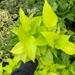 Neon potho premium live indoor tropical plant Neon potho premium live indoor tropical plant
