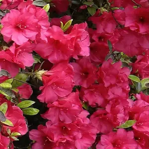 Girard's Crimson Azalea