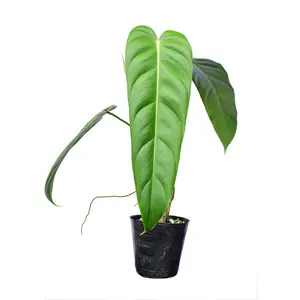 Philodendron Green Sky (seedling)