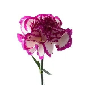 Carnation Kino - 40 Stem Bunch