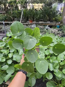Cissus rotundifolia (Grape Ivy)