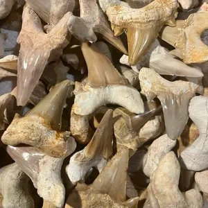 Fossilized Shark Tooth