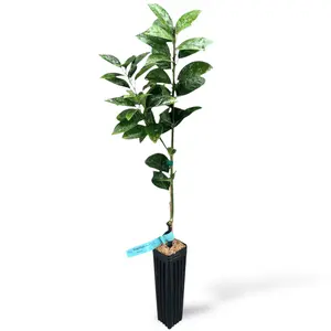 Tarocco Blood Orange Tree | No Ship CA AZ LA FL | US Citrus Nursery | Sweetest Blood Orange, Sicilian Heritage, Natural Live Citrus Plant, Gourmet Indoor Outdoor Fruit Tree
